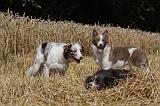 BORDER COLLIE 1084
